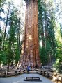 Národní park Sequoia - General Sherman Tree